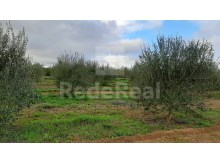 terreno agricola com olival em Paderne 6400m (5)%2/18