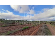 terreno agricola com olival em Paderne 6400m (1)%3/18