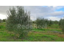 terreno agricola com olival em Paderne 6400m (4)%6/18