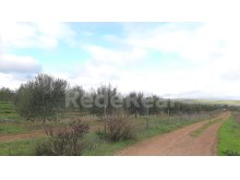 terreno agricola com olival em Paderne 6400m (6)%7/18