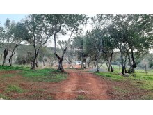 Eingezäuntes und sauberes flaches Land mit einigen Bäumen in ruhiger Gegend in der Nähe von Loulé
