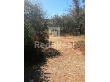 Rustic land with rainfed trees and good access