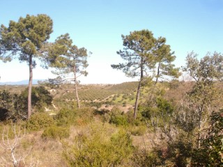 Land with 16,440 m2 and approved project for Villa, near Santarem in the countryside, for sale | 