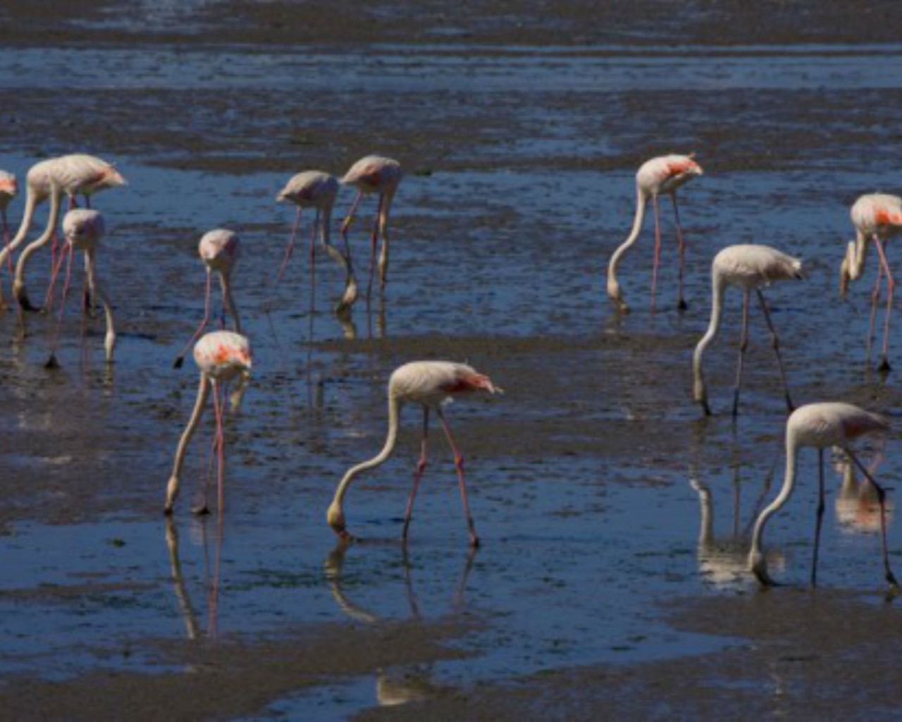 Flamingos i Seixal Bay