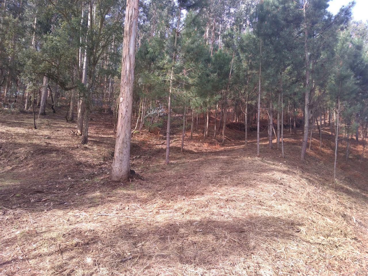 Terreno de construção em Carvalhal - Barcelos